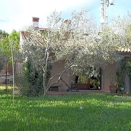 Ambrosia Múggia